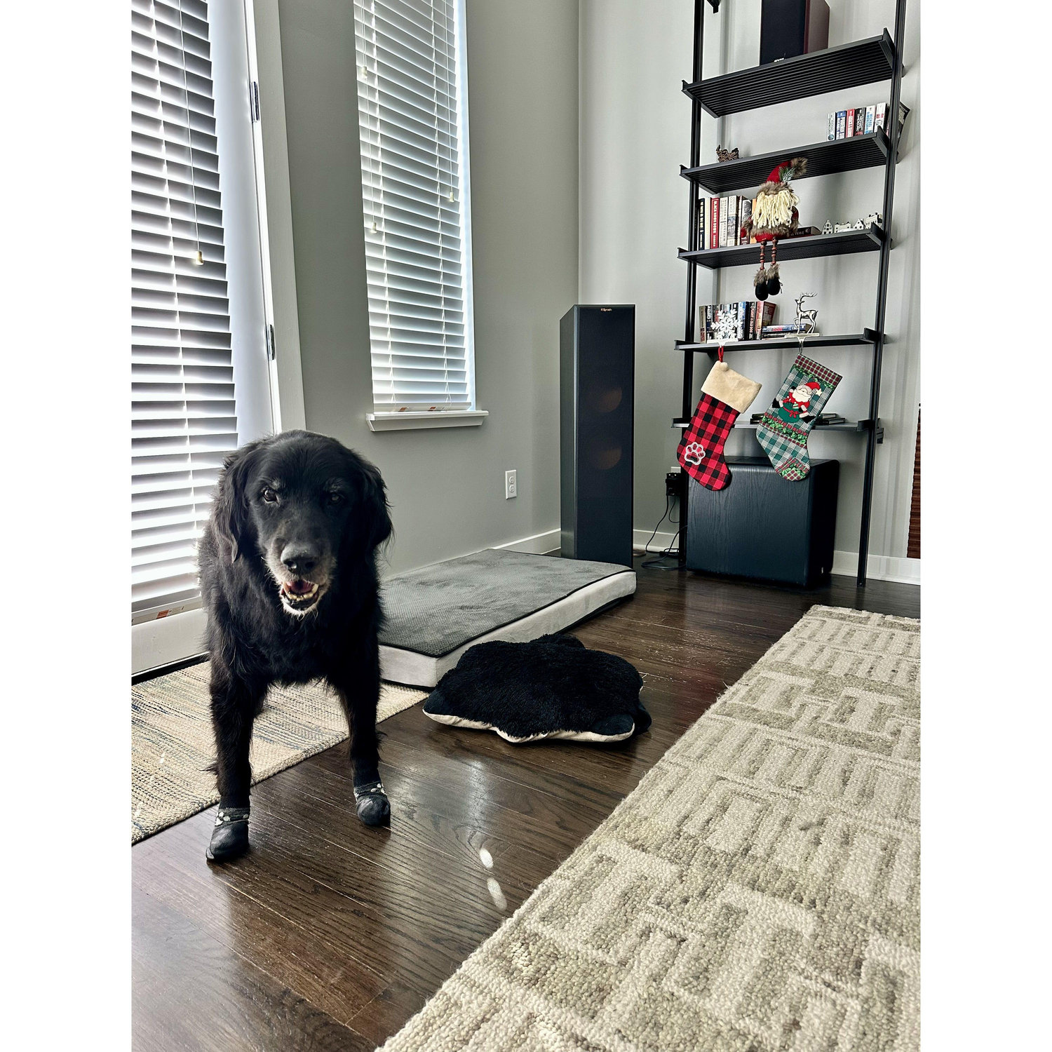 Bryan's 16 year old dog - Bear!