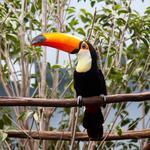 National Aviary