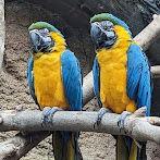 Henry Vilas Zoo