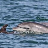 Dolphin Watching and other guided tours