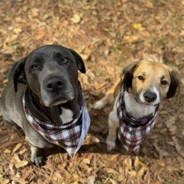Tick & Buck's Toy/Treats Fund