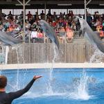 Gulfarium Marine Adventure Park