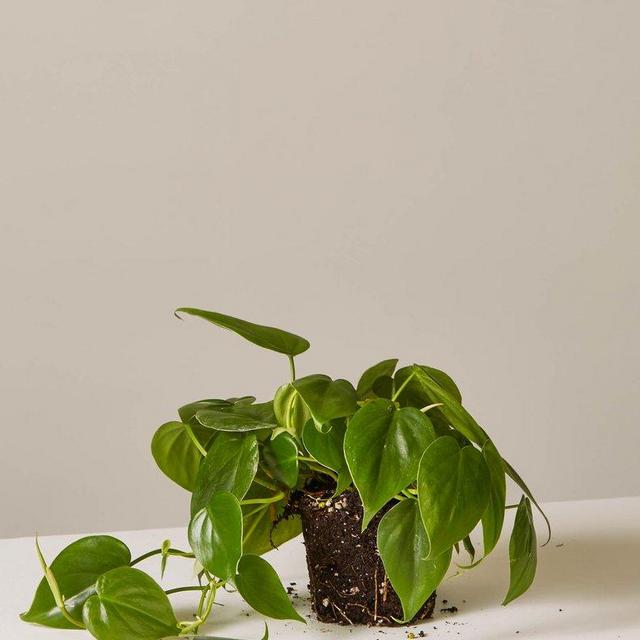 Philodendron Green
