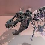 Houston Museum of Natural Science