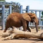 San Diego Zoo