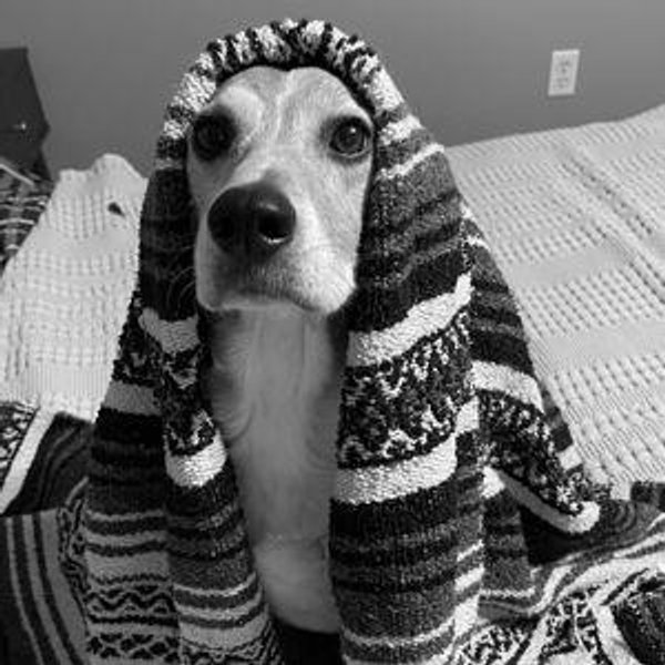 Our Pet Toy Fund