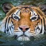 Houston Zoo