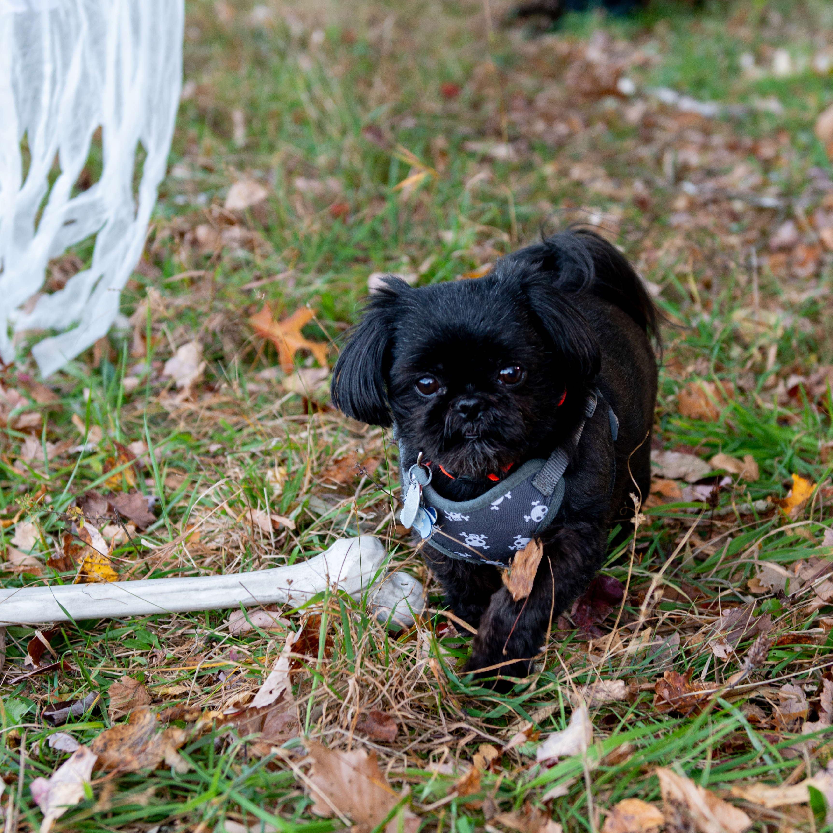 Our very own little Monster.