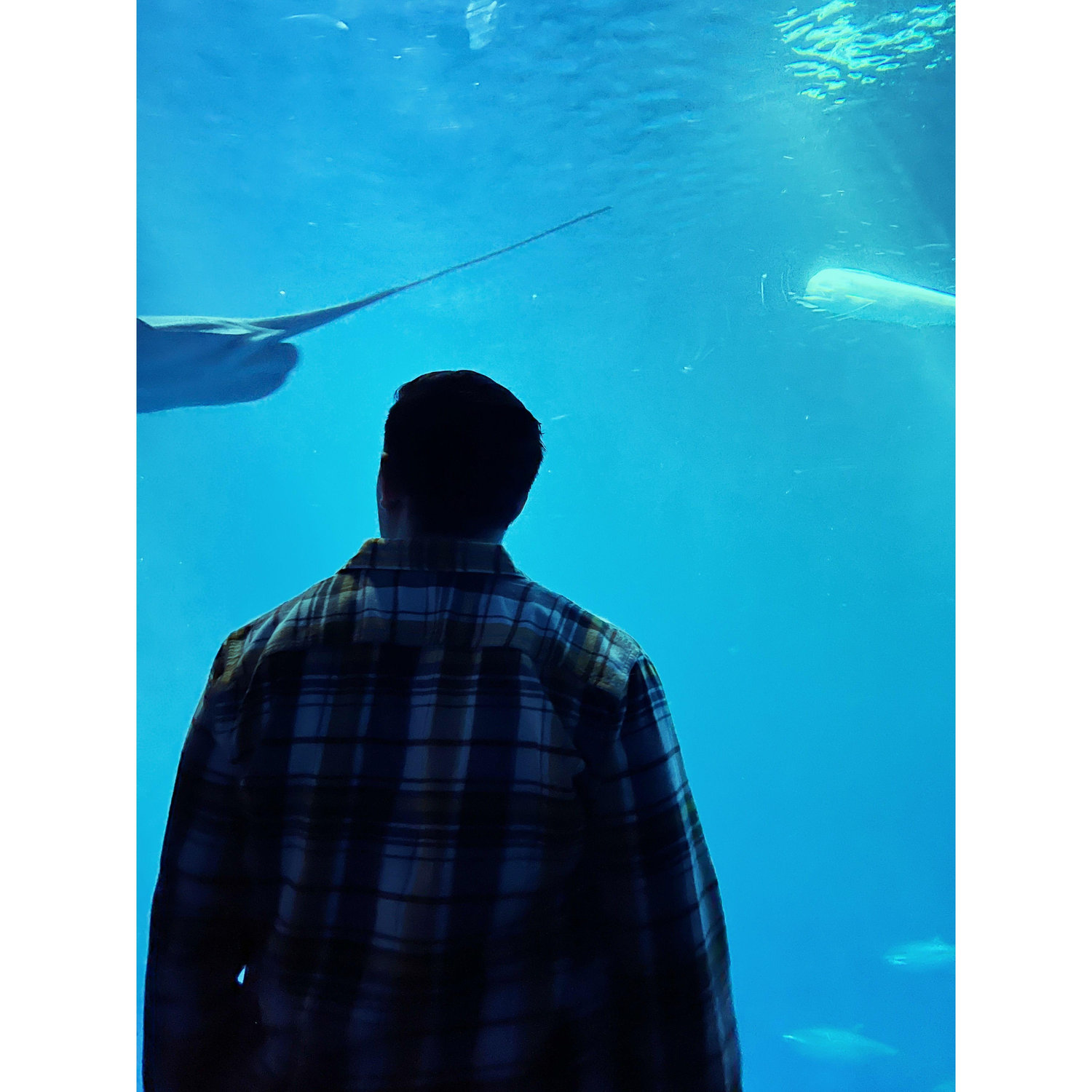Monterey Bay Aquarium