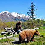 Alaska Wildlife Conservation Center