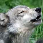 Wolf Hollow - North American Wolf Foundation