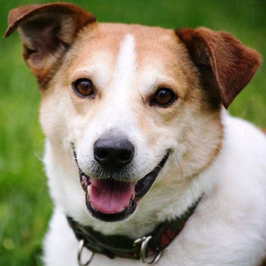 Teagan - Adopted 2015