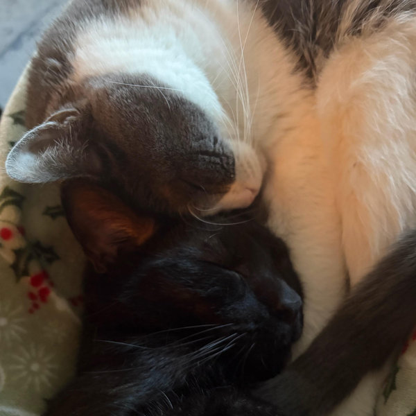 Mosby and Leo Petsitting During Honeymoon