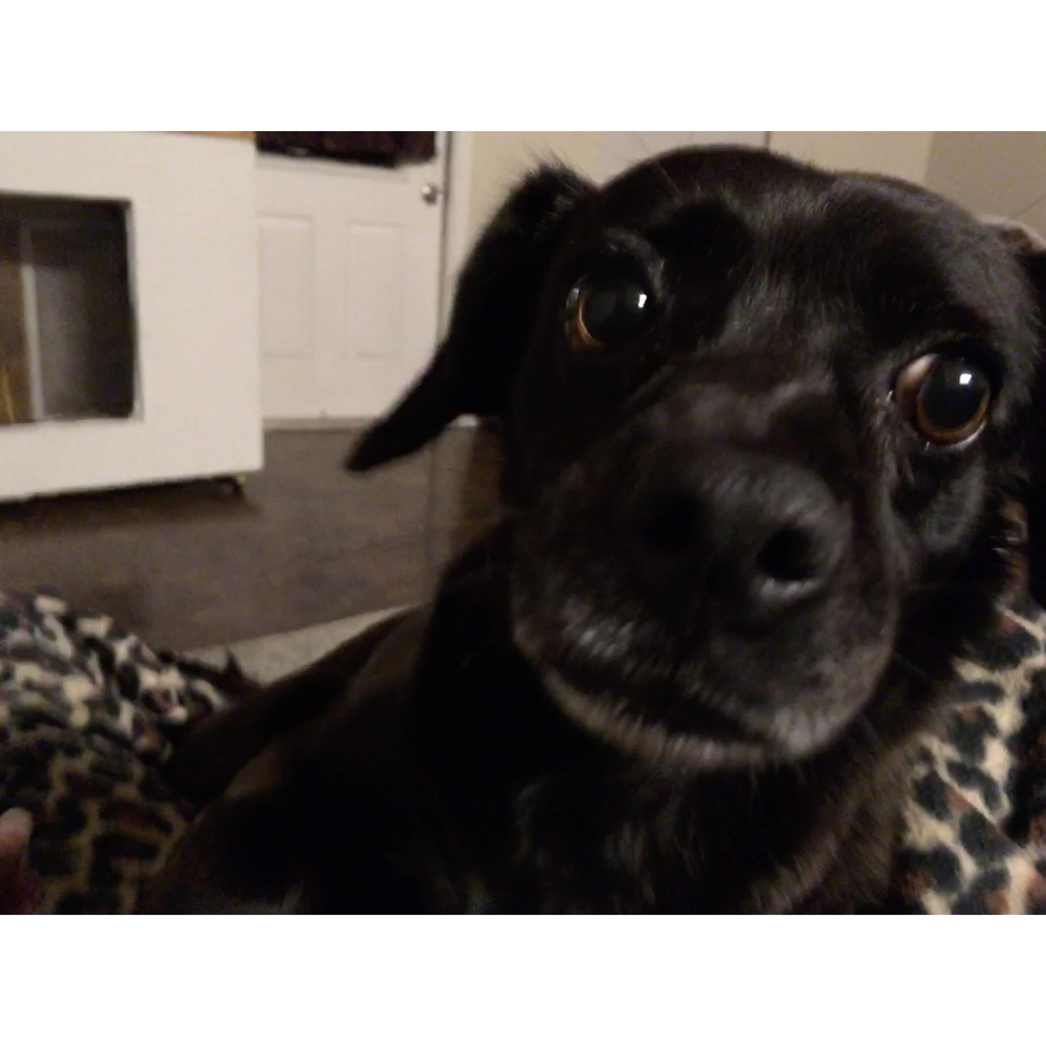 Mike's neurotic dog, Belle