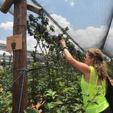 BON-AF BERRY FARM