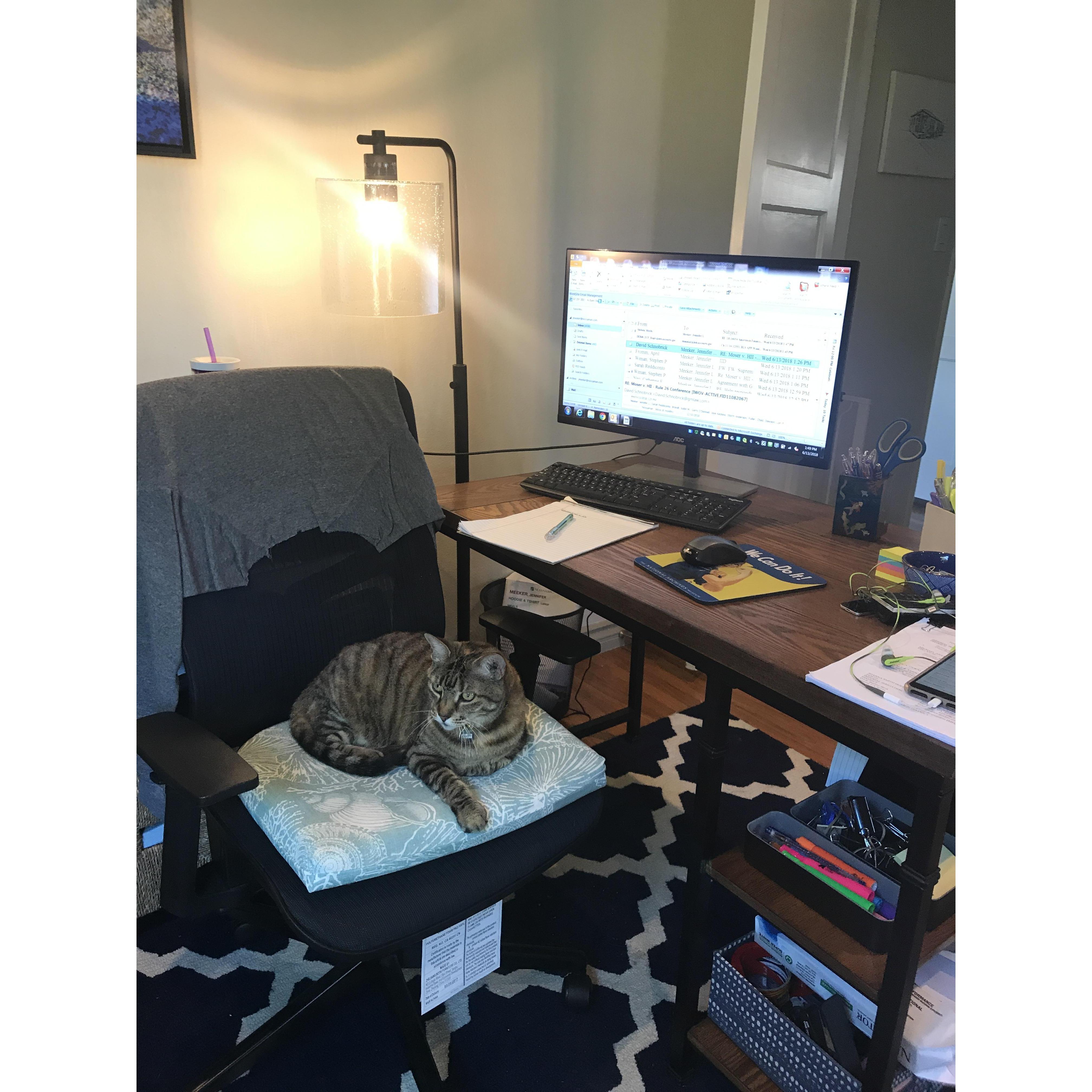Sophie Lawyering like her mama 🐈