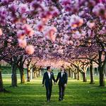 Brooklyn Botanic Garden