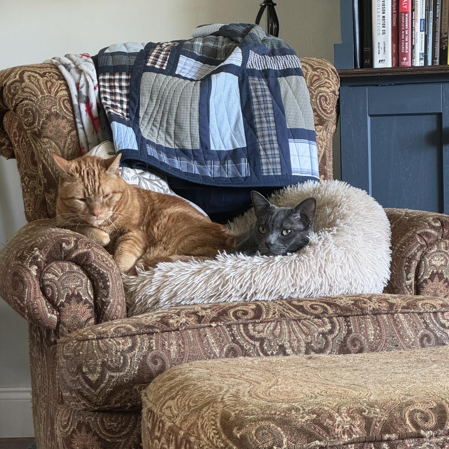 Cats Fred and Theon cuddled up at home while Megan and Jack looked on
