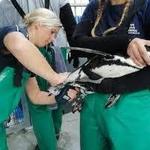 Tour the SANNCOB Seabird Rehabilitaiton Centre
