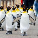 Wilder Institute/Calgary Zoo