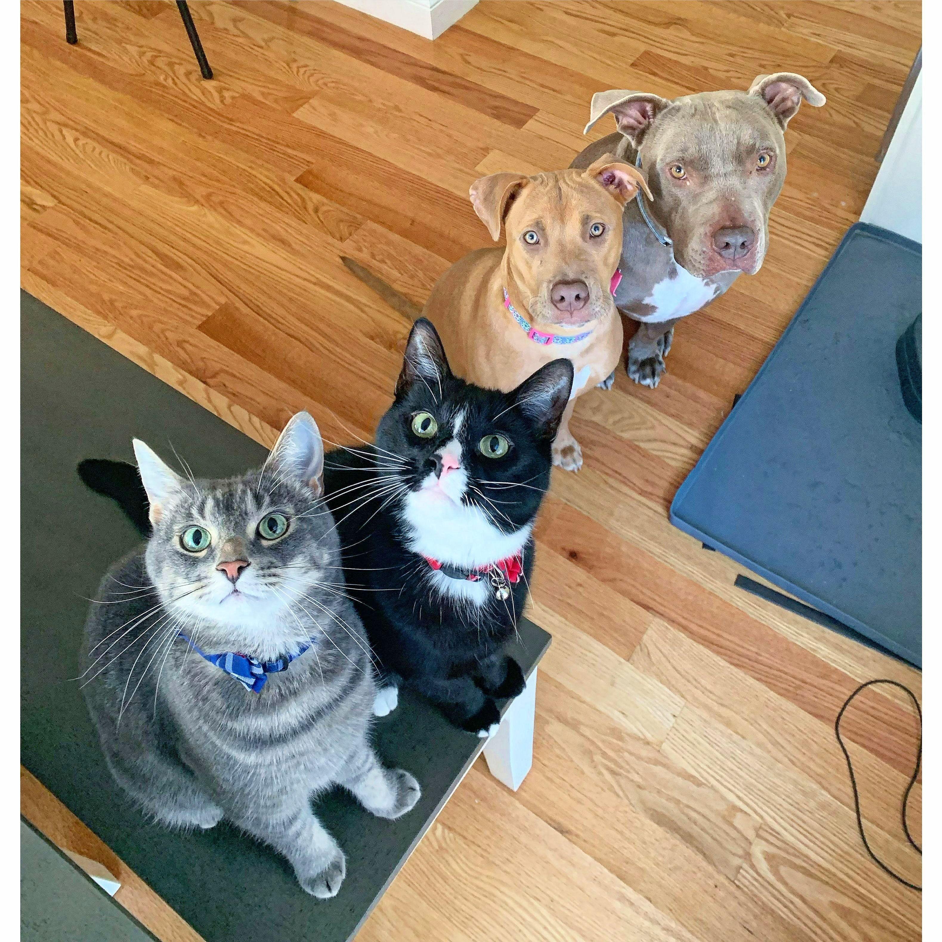Our fur babies! From left to right: Jerry, Ben, Bonnie & Bruin