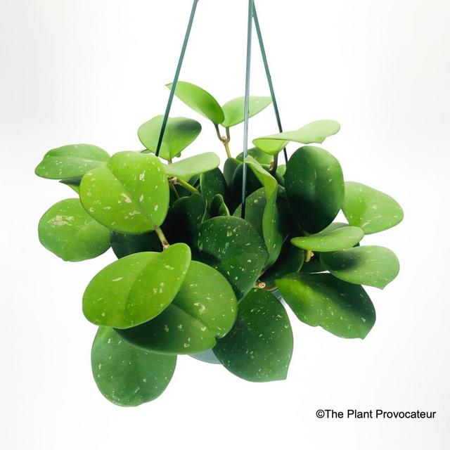 6" Hoya Obovata