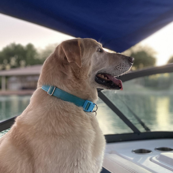 Jaye convinces Storm to get a dog