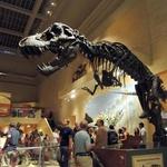 Smithsonian Museum of Natural History