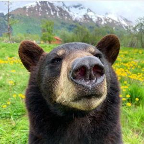 Alaska Wildlife Conservation Center