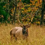 See Elk & Wildlife