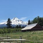 Solera Brewery