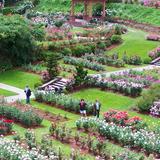 International Rose Test Garden