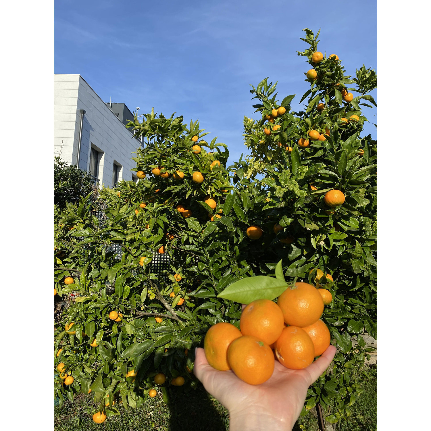 Oranges from Ama's tree in her backyard.