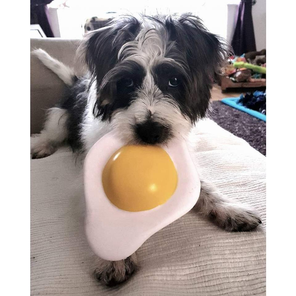 Dan brought his work home and the competition for Winky.......our little Charlie.