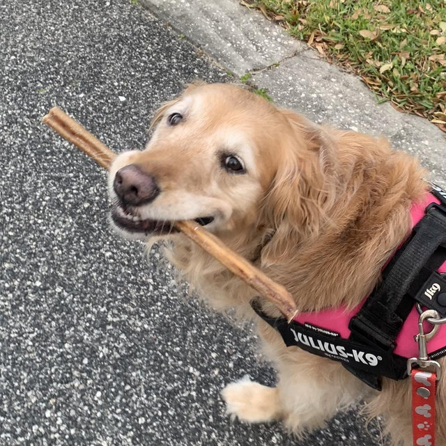 Treats for Belle
