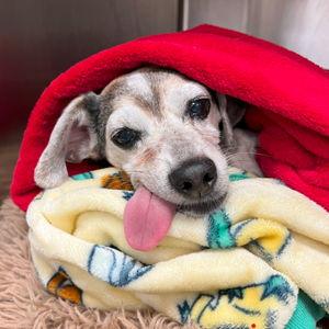 Bailey's never ending vet bills fund