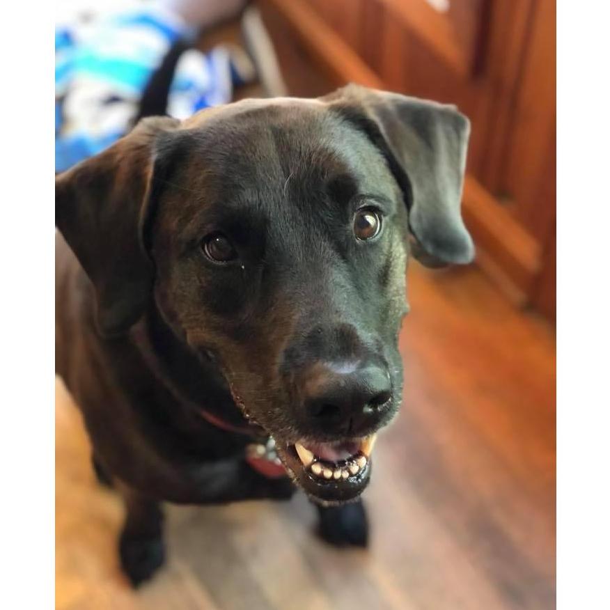 More shameless pictures of our fur babies - Amelia