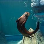 St. Louis Aquarium at Union Station