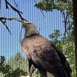 Cascades Raptor Center