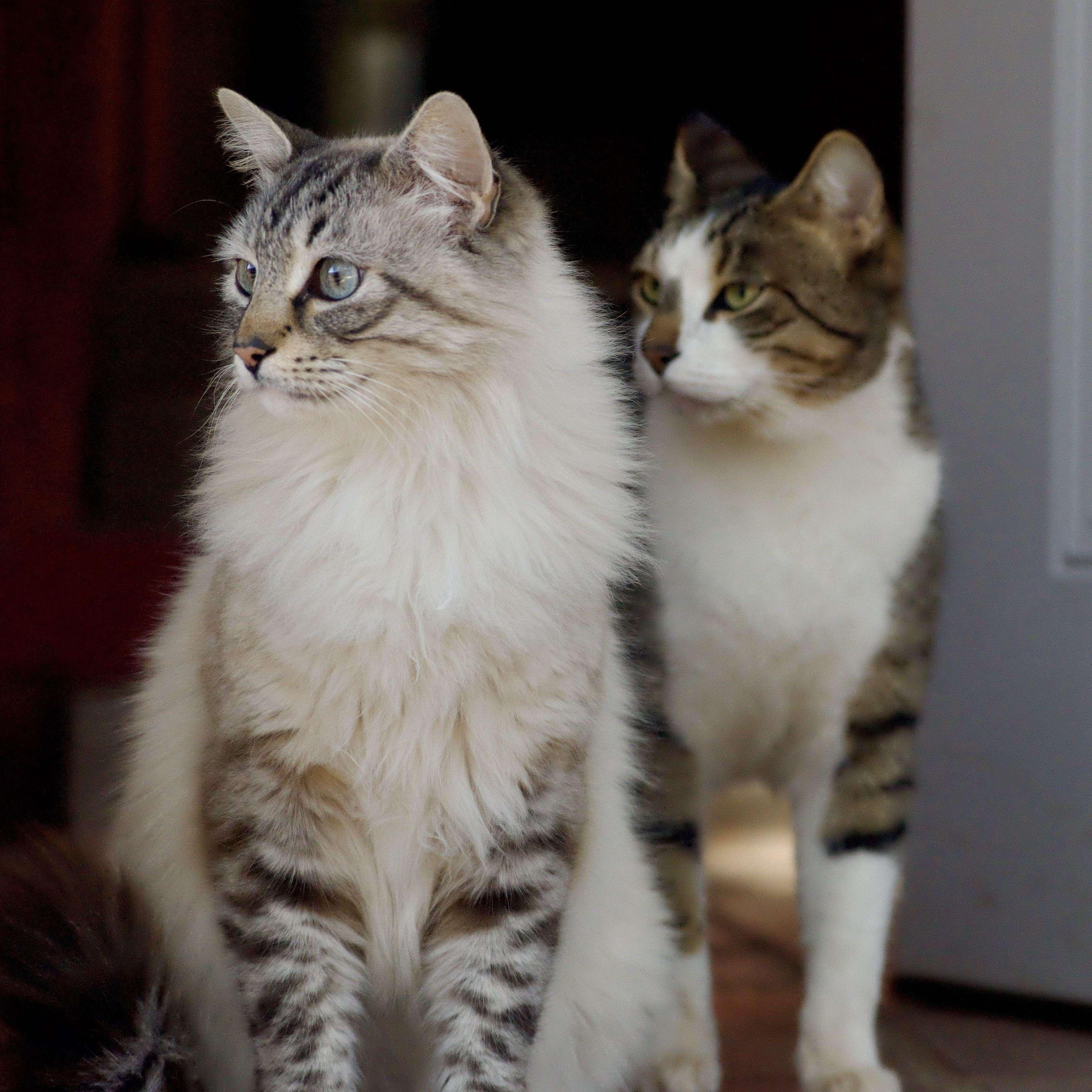 Cat Damon & Mark