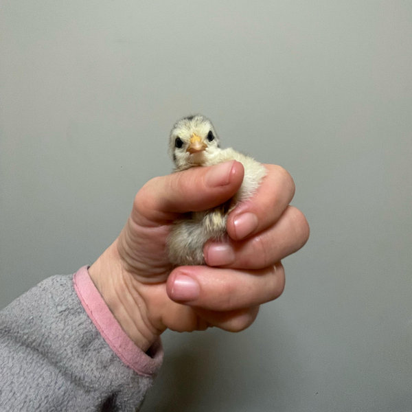 Buy us 5 chicks!