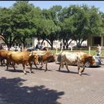 Fort Worth Stockyards