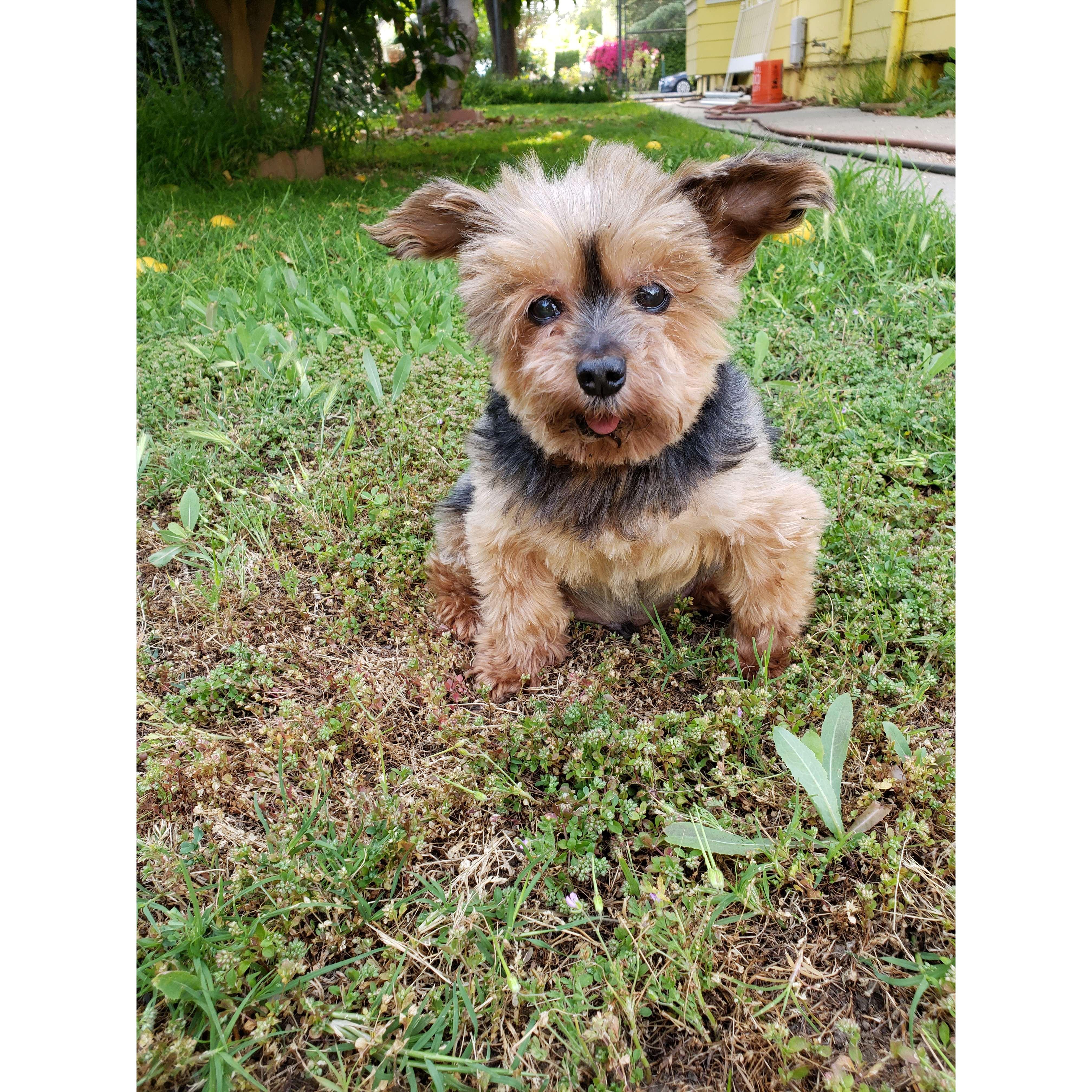 Our precious baby Dax, now in heaven and with us in spirit