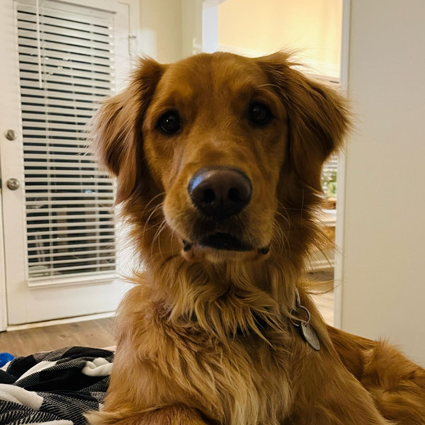 Our Golden Retriever Fund