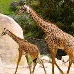 Santa Barbara Zoo