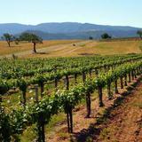 Gainey Estate Vineyards & Tasting Room