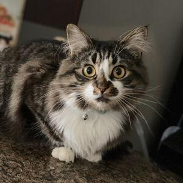 Yoshi’s Cat Treats & Toys