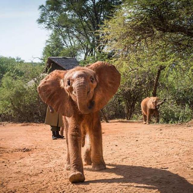 Adopt an orphaned elephant or rhino