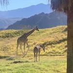 The Living Desert Zoo & Gardens