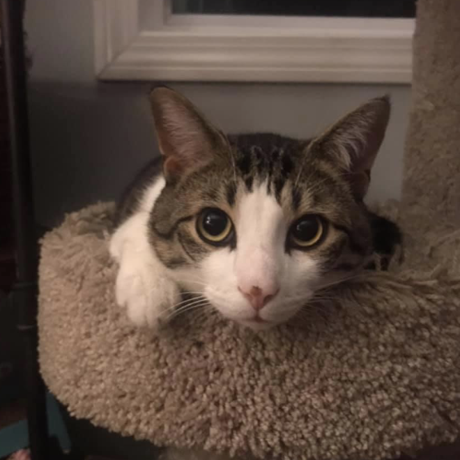 We adopted our second sweet boy, Simon 😻